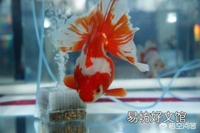 鱼缸里出现大量的漂浮便,就一定是金鱼有病吗,我们如何治疗?