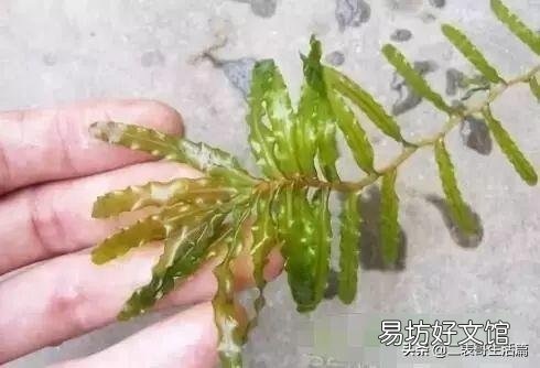 水草在小龙虾养殖过程中的作用有哪些？