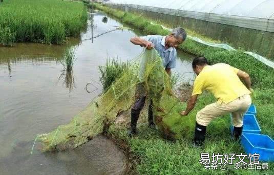 水草在小龙虾养殖过程中的作用有哪些？