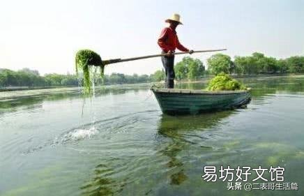 水草在小龙虾养殖过程中的作用有哪些？
