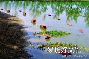 导致小龙虾生病的因素有哪些?
