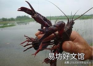 导致小龙虾生病的因素有哪些?