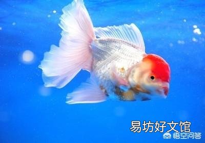 鱼缸里加入陶粒等物品,我们还要去清洗和消毒吗?该注意些什么?