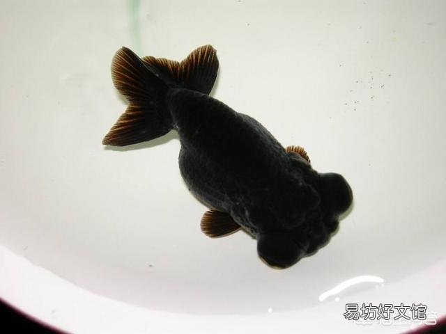 如果鱼缸24小时不间断打氧,会导致观赏鱼的体表粘附气泡吗?