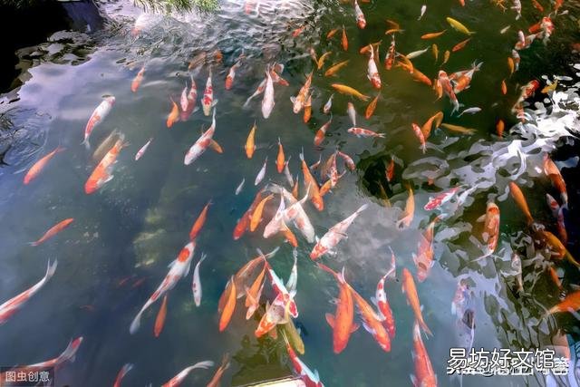 鱼塘消毒后几天可以加入新水?