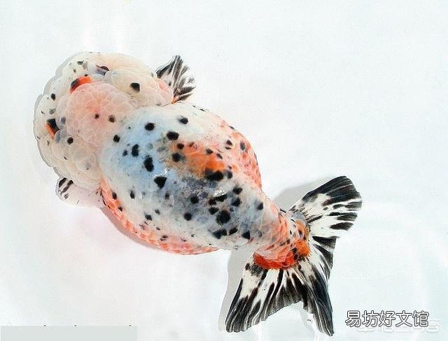 金鱼喂食过多真的会撑死吗?应该怎么养?