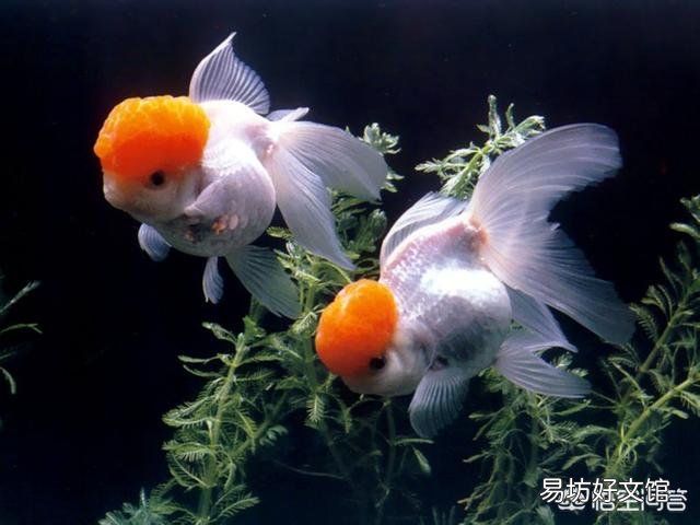 金鱼喂食过多真的会撑死吗?应该怎么养?