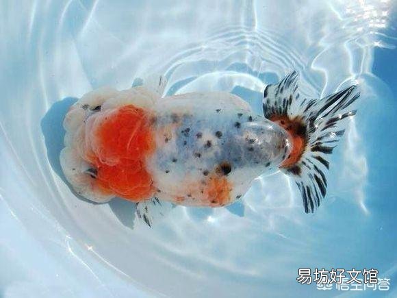 金鱼喂食过多真的会撑死吗?应该怎么养?
