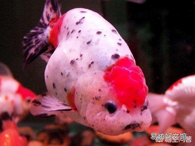 金鱼喂食过多真的会撑死吗?应该怎么养?