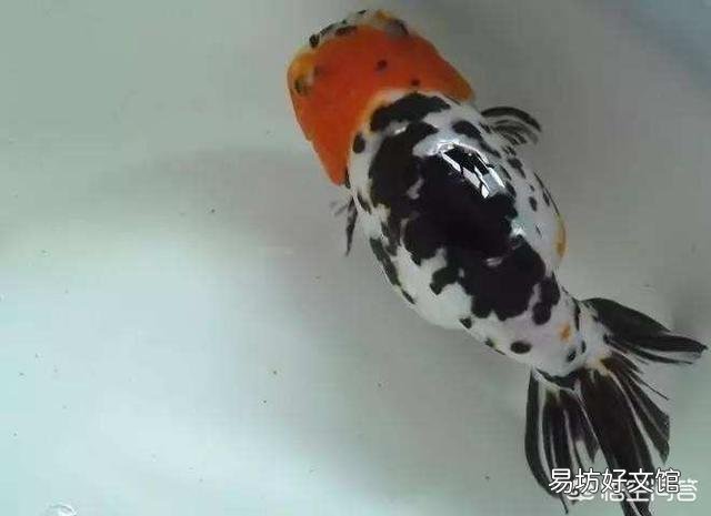 金鱼喂食过多真的会撑死吗?应该怎么养?