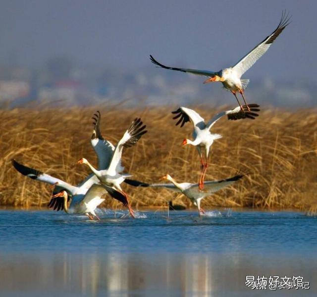 农村白鹤太多,投放的甲鱼苗都让白鹤吃了,该怎么办?
