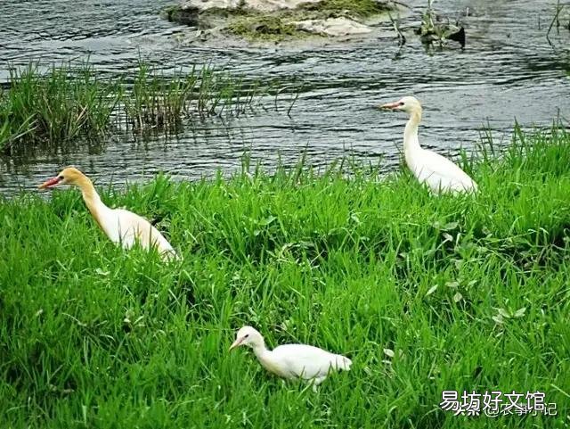 农村白鹤太多,投放的甲鱼苗都让白鹤吃了,该怎么办?