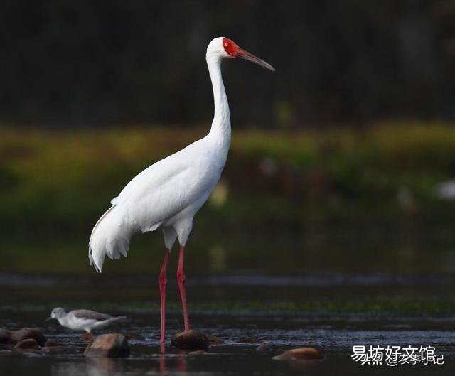 农村白鹤太多,投放的甲鱼苗都让白鹤吃了,该怎么办?