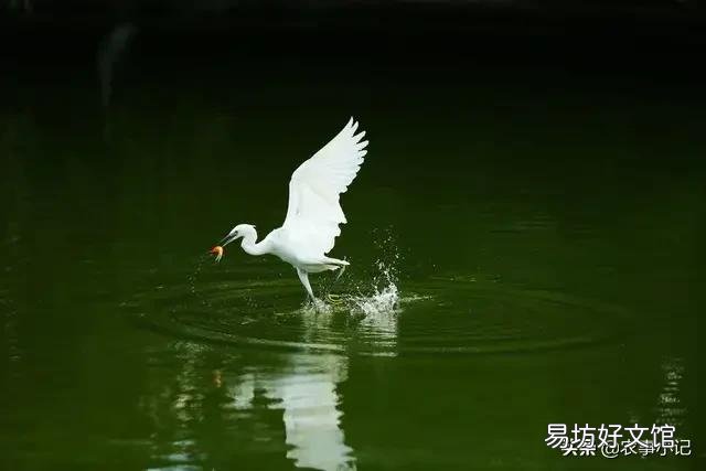 农村白鹤太多,投放的甲鱼苗都让白鹤吃了,该怎么办?