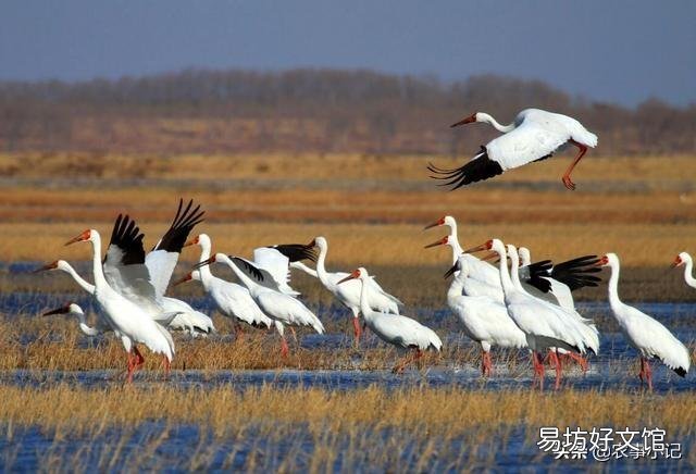 农村白鹤太多,投放的甲鱼苗都让白鹤吃了,该怎么办?