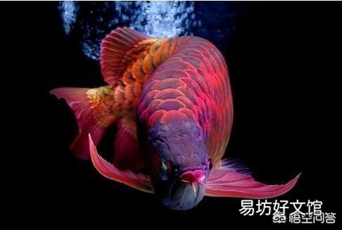 养红龙鱼,喂小草鱼还是什么鱼仔?