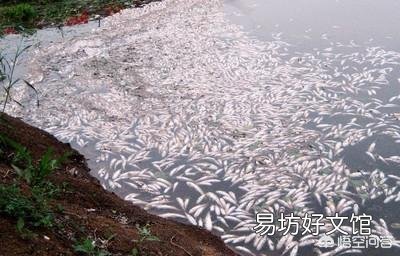 高温天气水产养殖户如何防范鱼塘缺氧翻塘?