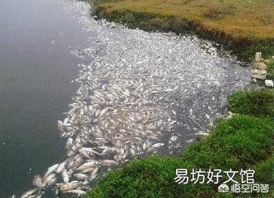 高温天气水产养殖户如何防范鱼塘缺氧翻塘?