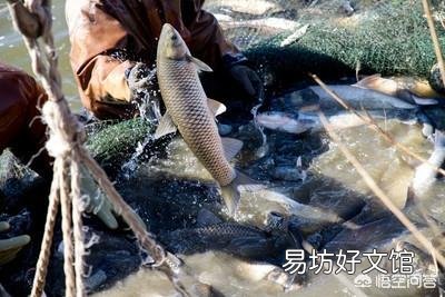 农村鱼塘可以混养各种鱼类吗？需要注意些什么？