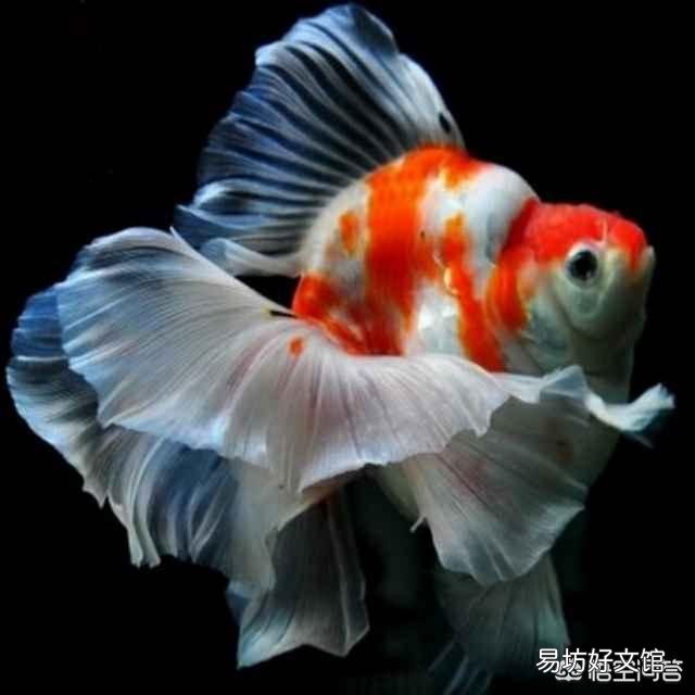 金鱼沉底不动水面有大量气泡,什么原因?