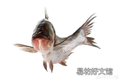 鱼儿缺氧、氨氮中毒、药物中毒该如何区分?