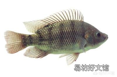 宜污水养殖的鱼类有哪些？