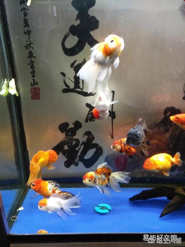 我的鱼怎么都在鱼缸上部游动,身上有一点白点,加温好几天了也不管用?