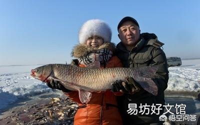 养殖四大家鱼如何降低成本?
