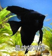 燕子神仙鱼生不出鱼来怎么办?