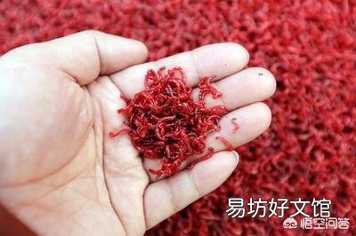 小龙虾的池塘塘口有好多红线虫是好还是坏?