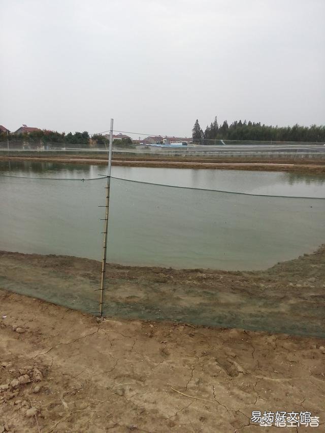 黄泥水的鱼塘好放鱼吗?