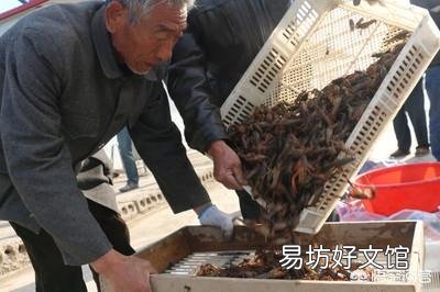 小龙虾脱壳期需要注意什么?