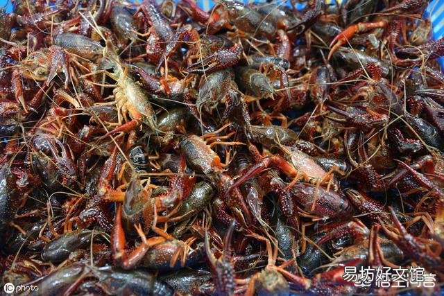 小龙虾脱壳期需要注意什么?