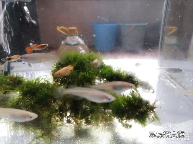 怎么养好小金鱼?