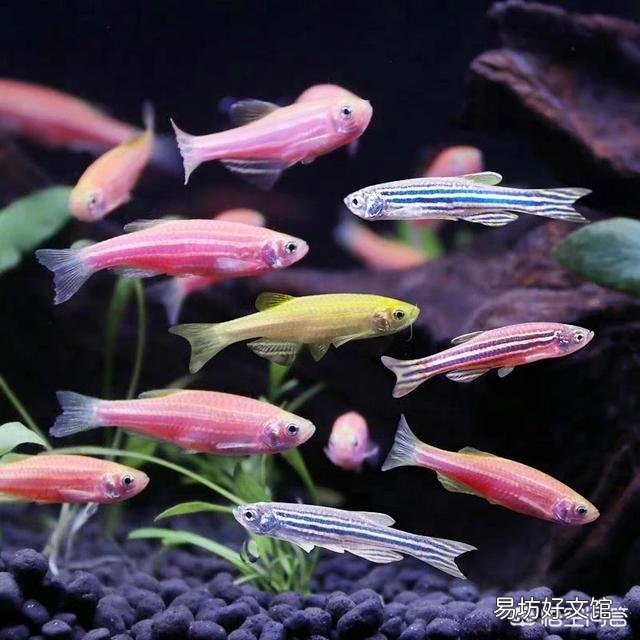 怎么养好小金鱼?