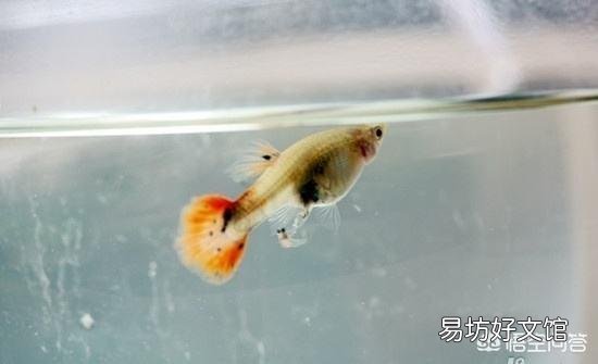 怎么养好小金鱼?