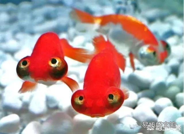 怎么养好小金鱼?