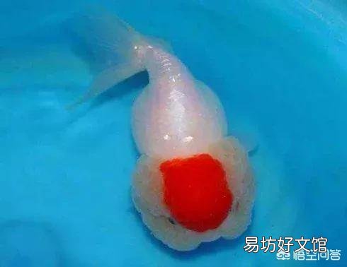 怎么养好小金鱼?