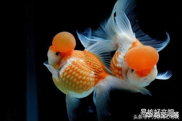 怎么养好小金鱼?