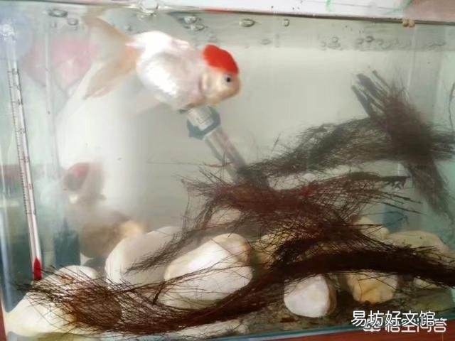 怎么养好小金鱼?