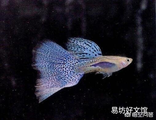 怎么养好小金鱼?