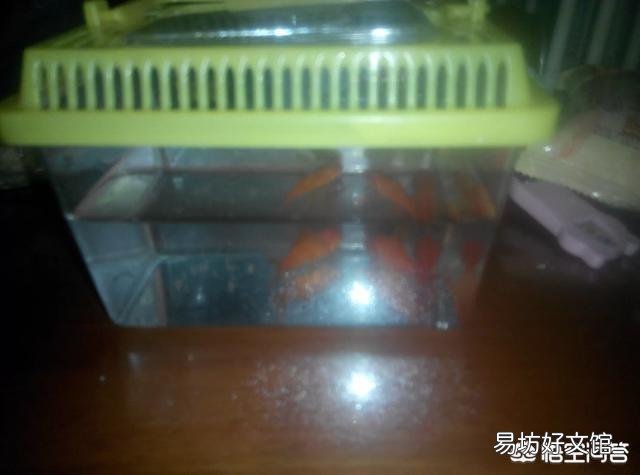 怎么养好小金鱼?