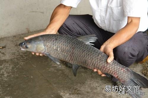 青鱼多久能长到十斤以上,养殖的时候应该注意什么?