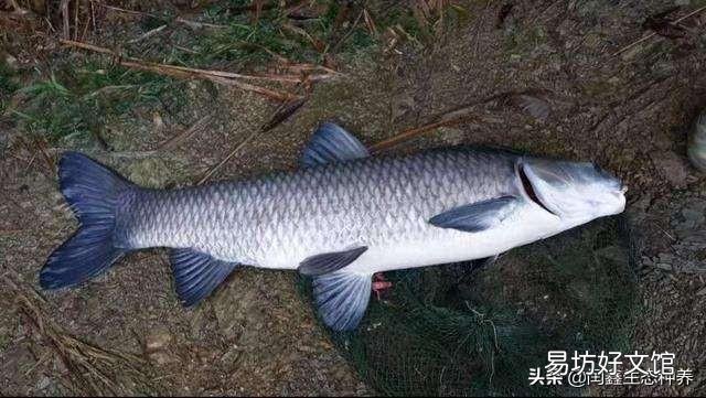 青鱼多久能长到十斤以上,养殖的时候应该注意什么?