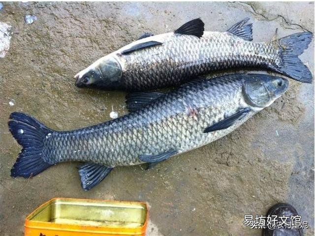 青鱼多久能长到十斤以上,养殖的时候应该注意什么?