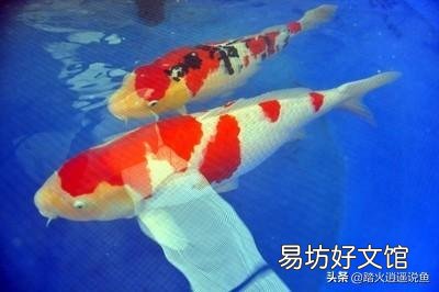 锦鲤尾巴烂怎么回事?用抗茵优可以吗?