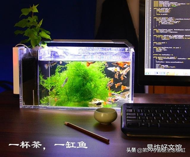 大学宿舍是养鱼还是养乌龟?