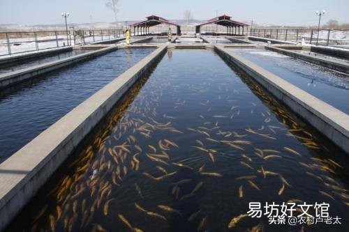 农村的大坑没有打氧也没有喂鱼食,鱼是怎么活下来并长大的?