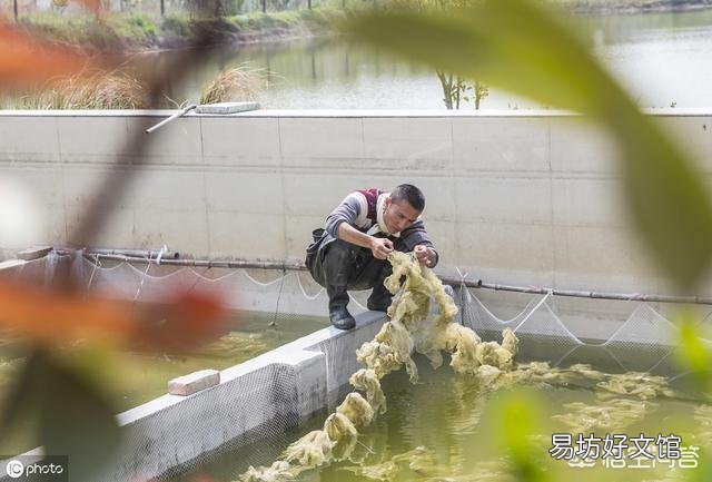刚出生的金鱼可以喂丰年虫卵吗?