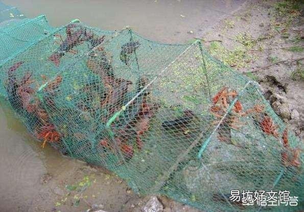 用地笼捕龙虾是什么原理?为什么龙虾、黄鳝等都喜欢进地笼?